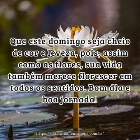 Que este domingo seja cheio de cor e leveza, pois, assim como as flores, sua vida também merece florescer em todos os sentidos. Bom dia e boa jornada! Que este domingo seja cheio de cor e leveza, pois, assim como as flores, sua vida também merece florescer em todos os sentidos. Bom dia e boa jornada!