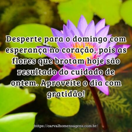 Desperte para o domingo com esperança no coração, pois as flores que brotam hoje são resultado do cuidado de ontem. Aproveite o dia com gratidão! Desperte para o domingo com esperança no coração, pois as flores que brotam hoje são resultado do cuidado de ontem. Aproveite o dia com gratidão!