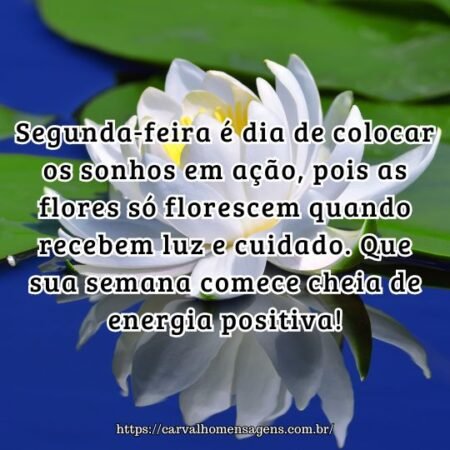 Segunda-feira é dia de colocar os sonhos em ação, pois as flores só florescem quando recebem luz e cuidado. Que sua semana comece cheia de energia positiva! Segunda-feira é dia de colocar os sonhos em ação, pois as flores só florescem quando recebem luz e cuidado. Que sua semana comece cheia de energia positiva!