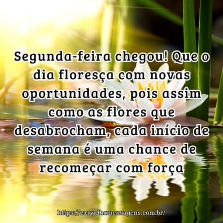 Segunda-feira chegou! Que o dia floresça com novas oportunidades, pois assim como as flores que desabrocham, cada início de semana é uma chance de recomeçar com força. Segunda-feira chegou! Que o dia floresça com novas oportunidades, pois assim como as flores que desabrocham, cada início de semana é uma chance de recomeçar com força.