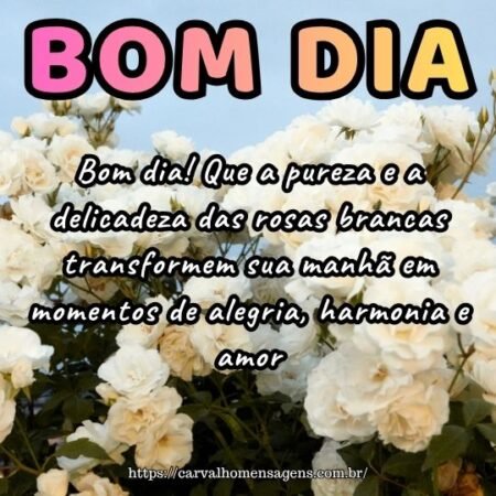 Bom dia! Que a pureza e a delicadeza das rosas brancas transformem sua manhã em momentos de alegria, harmonia e amor.