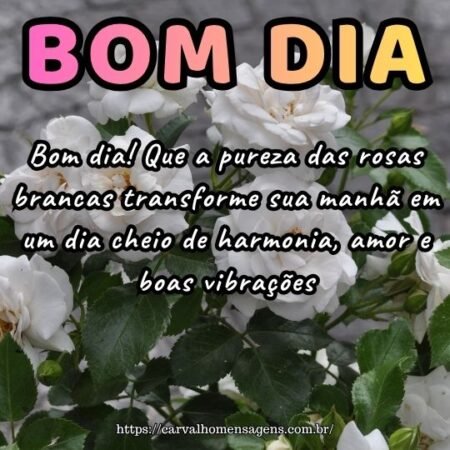 Bom dia! Que a pureza das rosas brancas transforme sua manhã em um dia cheio de harmonia, amor e boas vibrações.