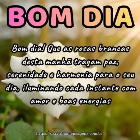 Bom dia! Que as rosas brancas desta manhã tragam paz, serenidade e harmonia para o seu dia, iluminando cada instante com amor e boas energias.