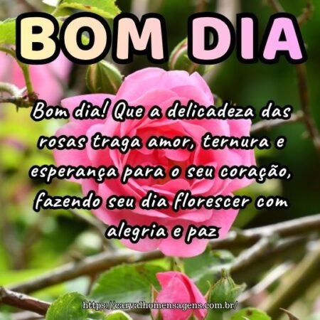 Bom dia! Que a delicadeza das rosas traga amor, ternura e esperança para o seu coração, fazendo seu dia florescer com alegria e paz.
