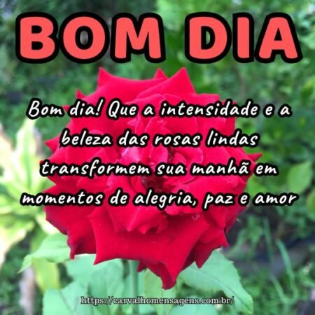 Bom dia! Que a intensidade e a beleza das rosas lindas transformem sua manhã em momentos de alegria, paz e amor.