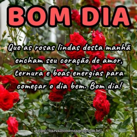 Que as rosas lindas desta manhã encham seu coração de amor, ternura e boas energias para começar o dia bem. Bom dia!
