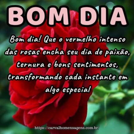 Bom dia! Que o vermelho intenso das rosas encha seu dia de paixão, ternura e bons sentimentos, transformando cada instante em algo especial.