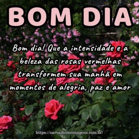 Bom dia! Que a intensidade e a beleza das rosas vermelhas transformem sua manhã em momentos de alegria, paz e amor.
