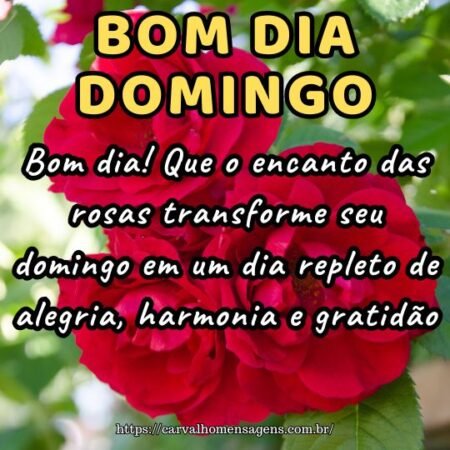 Bom dia! Que o encanto das rosas transforme seu domingo em um dia repleto de alegria, harmonia e gratidão.