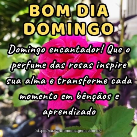 Domingo encantador! Que o perfume das rosas inspire sua alma e transforme cada momento em bênçãos e aprendizado.