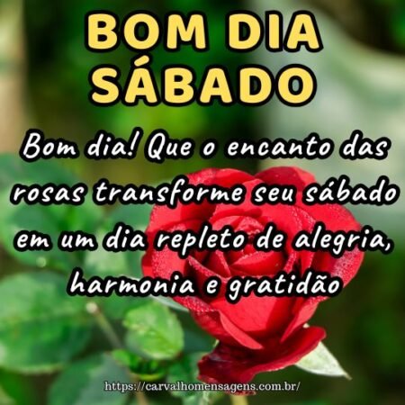 Bom dia! Que o encanto das rosas transforme seu sábado em um dia repleto de alegria, harmonia e gratidão.