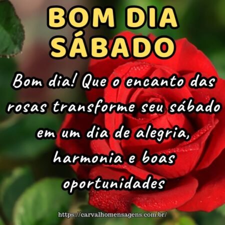 Bom dia! Que o encanto das rosas transforme seu sábado em um dia de alegria, harmonia e boas oportunidades.