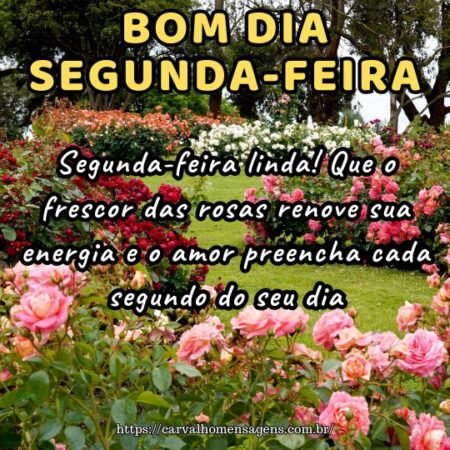 Segunda-feira linda! Que o frescor das rosas renove sua energia e o amor preencha cada segundo do seu dia. Segunda-feira linda! Que o frescor das rosas renove sua energia e o amor preencha cada segundo do seu dia.