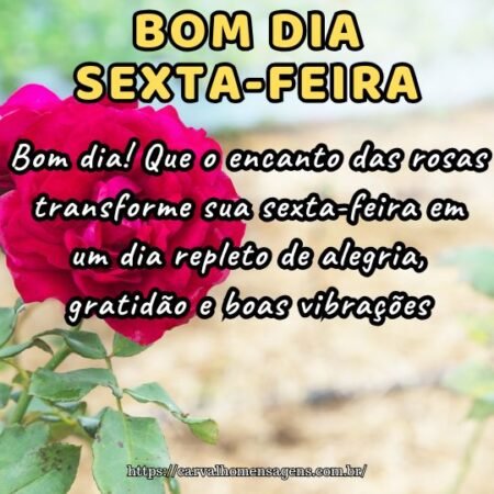Bom dia! Que o encanto das rosas transforme sua sexta-feira em um dia repleto de alegria, gratidão e boas vibrações.