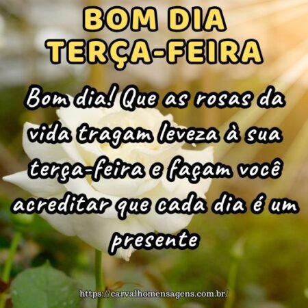 Bom dia! Que as rosas da vida tragam leveza à sua terça-feira e façam você acreditar que cada dia é um presente.