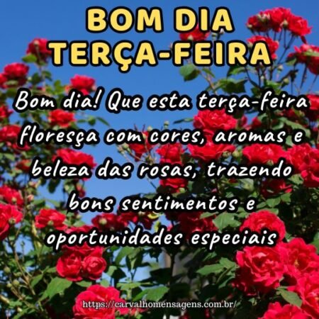 Bom dia! Que esta terça-feira floresça com cores, aromas e beleza das rosas, trazendo bons sentimentos e oportunidades especiais.
