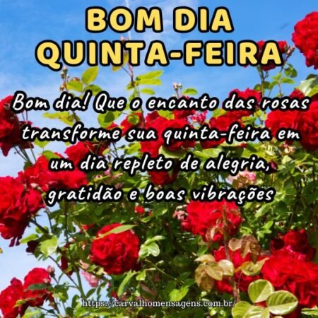 Bom dia! Que o encanto das rosas transforme sua quinta-feira em um dia repleto de alegria, gratidão e boas vibrações.